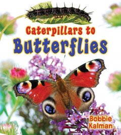 Caterpillars to butterflies  Cover Image
