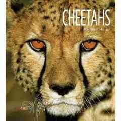 Cheetahs  Cover Image