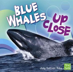 Blue whales up close  Cover Image