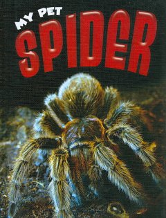 Spider  Cover Image