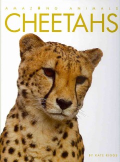 Cheetahs  Cover Image