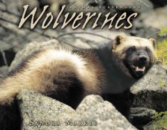 Wolverines  Cover Image