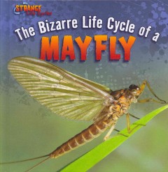 The bizarre life cycle of a mayfly  Cover Image