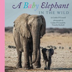 A baby elephant in the wild  Cover Image