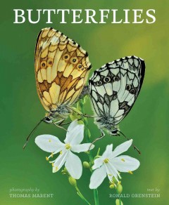 Butterflies  Cover Image