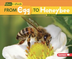 From egg to honeybee  Cover Image