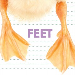 Feet. Cover Image