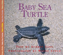 Baby sea turtle  Cover Image