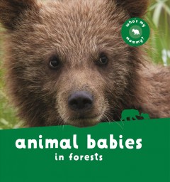 Animal babies in the forest. Cover Image