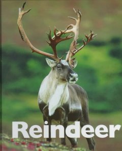 Reindeer  Cover Image