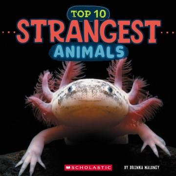 Top 10 strangest animals  Cover Image