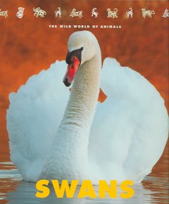 Swans  Cover Image