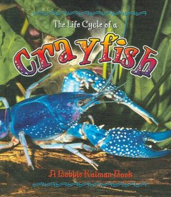 The life cycle of a crayfish  Cover Image