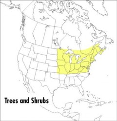 A field guide to trees and shrubs : northeastern and north-central United States and southeastern and south-central Canada  Cover Image