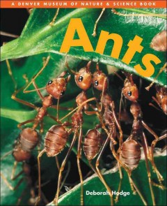Ants  Cover Image