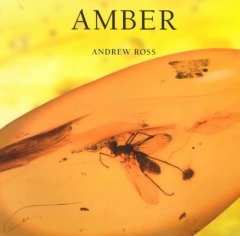Amber  Cover Image
