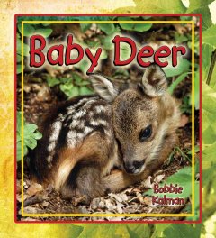 Baby deer  Cover Image