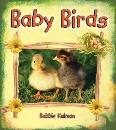 Baby birds  Cover Image