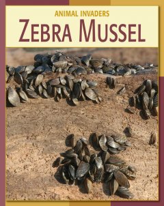 Zebra mussel  Cover Image