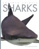 Go to record Sharks