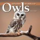Go to record Exploring the world of owls