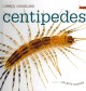 Go to record Centipedes