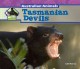 Go to record Tasmanian devils