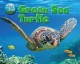 Go to record Green sea turtle
