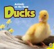 Go to record Ducks