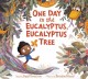 Go to record One day in the eucalyptus, eucalyptus tree