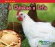 Go to record A chicken's life