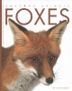 Go to record Foxes