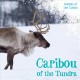 Go to record Caribou of the tundra