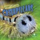 Go to record Caterpillars