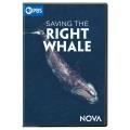 Go to record Saving the right whale