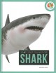 Go to record Shark