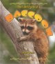 Go to record The life cycle of a raccoon