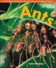Go to record Ants