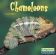 Go to record Chameleons