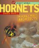 Go to record Hornets : incredible insect architects